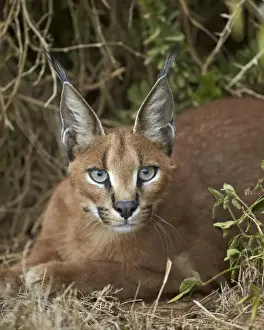 Caracal (Caracal caracal), Addo Elephant National Park, South Africa, Africa