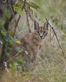 Wild Cat Prints: Caracal (Caracal caracal), Kruger National Park, South Africa, Africa
