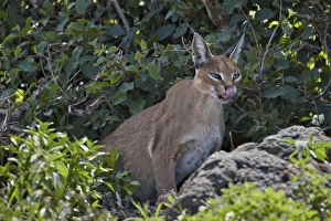 Feline Prints: Caracal (Caracal caracal), Ngorongoro Crater, Tanzania, East Africa, Africa