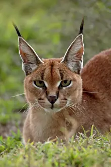 Differential Focus Prints: Caracal (Caracal caracal), Serengeti National Park, Tanzania, East Africa, Africa