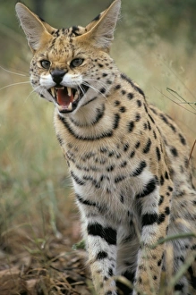 Snarling Prints: Caracal, South Africa