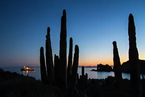 Cacti Prints: Cardon cactus is illuminated at night on Isla Catalina in Baja California Sur