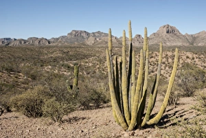 Baja California Prints: Cardon cactus, near Loreto, Baja California, Mexico, North America