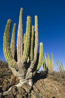 Cardon cactus (Pachycereus pringlei), Isla Catalina, Gulf of California (Sea of Cortez), Baja California, Mexico, North America
