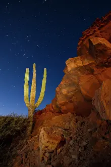 Brightness Prints: Cardon cactus is painted with light at night near rocky terrain in Baja California Sur