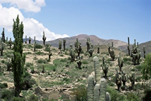 Altiplano Prints: Cardones growing in the altiplano desert near Tilcara, Jujuy, Argentina, South America