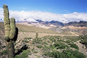 Jujuy Prints: Cardones growing in the desert at 3000 metres, near Alfarcito, Jujuy, Argentina