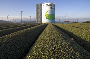 Tea Estate Prints: Carefuly trimmed rows of tea shrubs in front of water