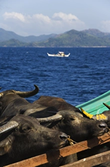 Oxen Prints: Cargo and passenger ferry from El Nido to Coron Town