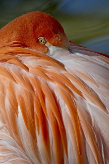 Images Dated 18th December 2009: Caribbean Flamingo (American Flamingo) (Phoenicopterus ruber ruber)