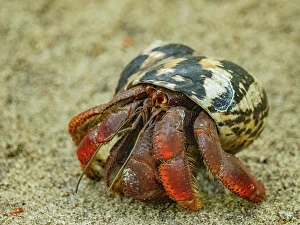 Crustacean Prints: Caribbean land hermit crab (Coenobita clypeatus)