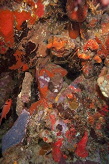 Dominica Prints: Caribbean lobster in coral wall, Dominica, West Indies, Caribbean, Central America