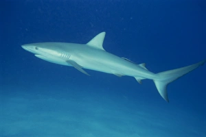 Shark Prints: Caribbean reef shark