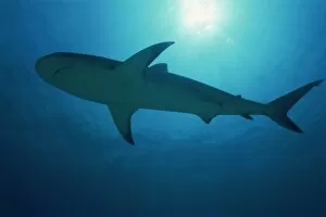 Caribbean reef s hark (Carcharhinus perezi), Bahamas , Wes t Indies , Atlantic Ocean