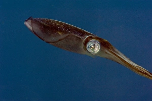Caribbean reef squid (Sepioteuthis sepioidea), Dominica, West Indies, Caribbean, Central America