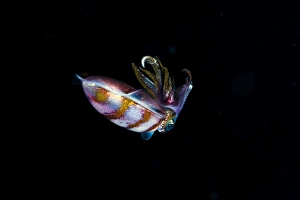 Black Background Prints: Caribbean reef squid (Sepioteuthis sepioidea)