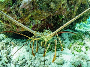 Crustacean Prints: Caribbean spiny lobster (Panulirus argus)