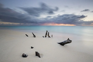 Caribbean sunset frames tree trunks on Ffryes Beach, Antigua, Antigua and Barbuda