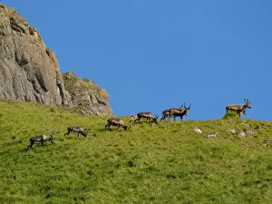 Alaska Prints: Caribou grazing on grass in Hall Bay on Atka Island in Alaska during a clear day