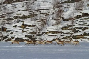 Northwest Prints: Caribou migrate north to feeding grounds across snow-covered terrain near Great Slave Lake in Canada