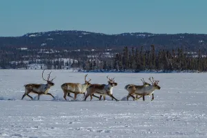 Northern Prints: Caribou migrate north to feeding grounds in winter landscape of Great Slave Lake