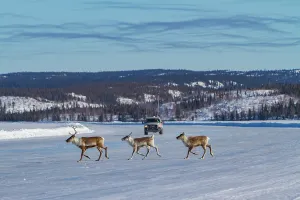 Northwest Prints: Caribou migrate north on icy surface near Great Slave Lake in Northwest Territories