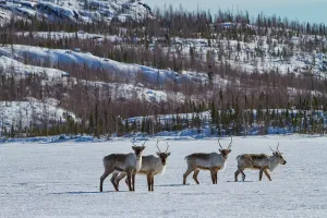 Northern Prints: Caribou migrate north in search of feeding grounds near Great Slave Lake in Northwest Territories