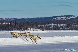 Large Prints: Caribou migrate north across snowy landscape to reach feeding grounds in Northwest Territories