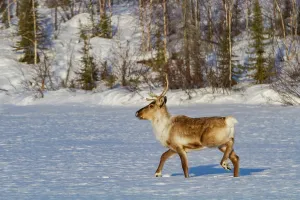 Northern Prints: Caribou migrates to feeding grounds in snowy landscape near Great Slave Lake in Northwest Territories