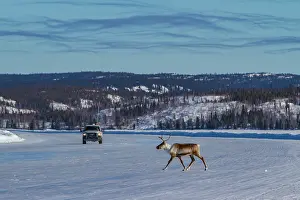 Northwest Prints: Caribou migrates over icy road while vehicle travels in Northwest Territories, Canada