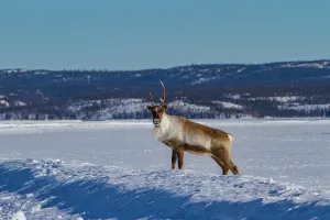 Northwest Prints: Caribou migrates north across the frozen landscape near Great Slave Lake in Canada