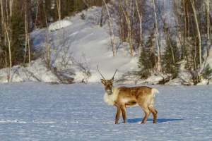 Northern Prints: Caribou migrates to northern feeding grounds in wintery landscape near Great Slave Lake in Northwest Territories