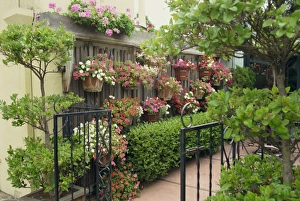 Pot Plant Prints: Carmel, California