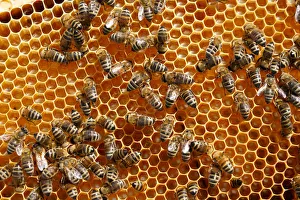 Carniolan honey bees, Santa Giustina, Belluno, Italy, Europe