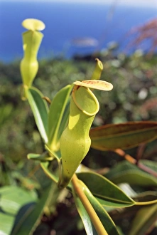 Mahe Prints: Carnivorous flower