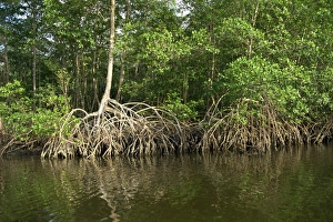 Mangrove Prints: Caroni Mangrove Swamp and Nature Reserve