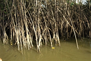 Caroni Mangrove Swamp and Nature Reserve