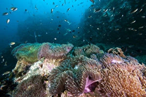 Images Dated 13th June 2008: Carpet of anemones, Thailand, Southeast Asia, Asia