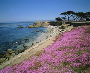 Flowers Prints: Carpet of mesembryanthemum flowers