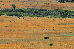 Prairie Prints: Carpet of spring flowers
