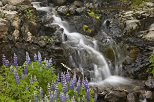 Lupine Prints: Cascade with lupines, Iceland, Polar Regions