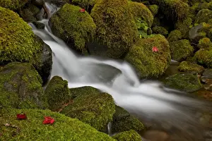 Boulders Prints: Cascade through moss-covered boulders
