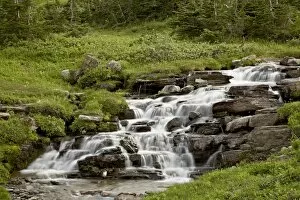 Images Dated 17th August 2008: Cascade near Logan Pass, Glacier National Park, Montana, United States of America