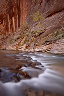 Virgin River Prints: Cascade and tree in the fall, The Narrows of the Virgin River, Zion National Park