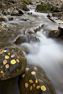 San Miguel County Prints: Cascades on the Big Bear Creek in the fall
