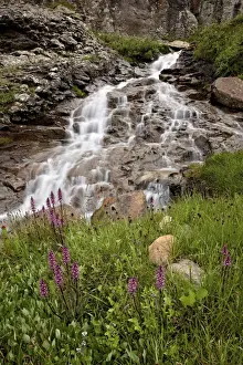 Cascading Prints: Cascades and elephant heads (little red elephants) (Pedicularis groenlandica)