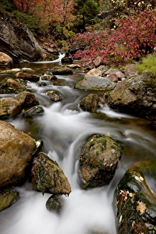 Uinta National Forest Prints: Cascades on Peteetneet Creek with red maples in the fall, Nebo Loop, Uinta National Forest