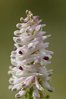 Cases fitweed (Corydalis caseana), Gunnison National Forest, Colorado
