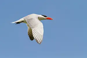 Senegal Prints: Caspian Tern (Hydroprogne caspia) at breeding colony on Ile des Oiseaux in the Parc National du Delta du Saloum