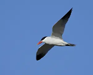 Breeding Plumage Prints: Caspian tern (Sterna caspia) in breeding plumage in flight, Salton Sea